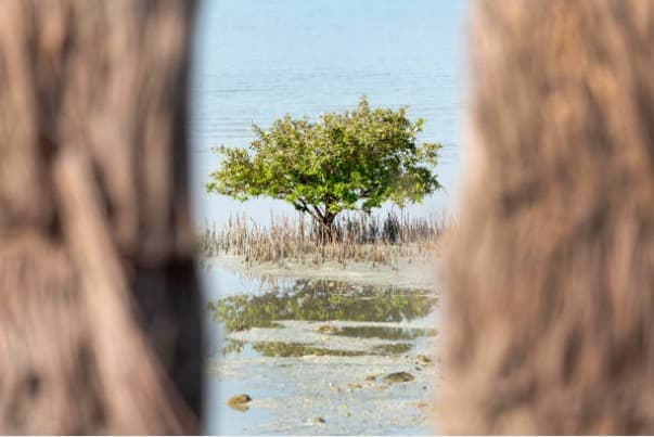 Mangrove Restoration