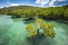 Mangroves by Nature